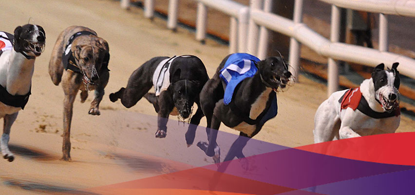 Greyhound Racing Preview