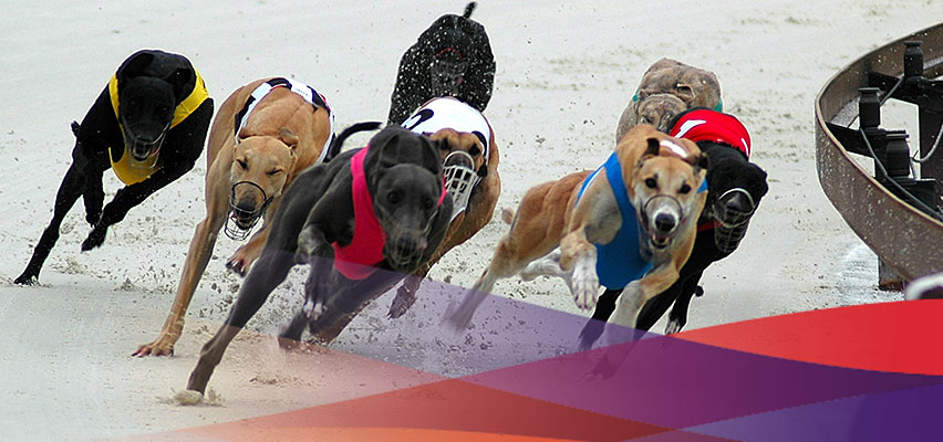 Greyhound Racing Preview
